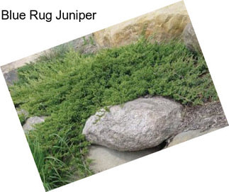 Blue Rug Juniper