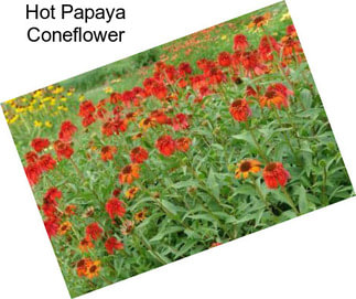 Hot Papaya Coneflower