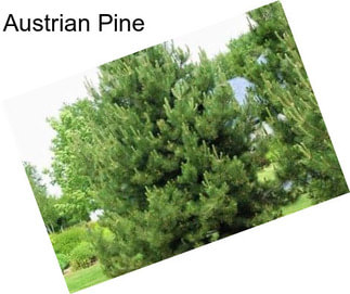 Austrian Pine