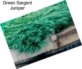 Green Sargent Juniper