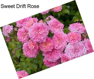 Sweet Drift Rose