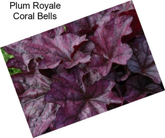 Plum Royale Coral Bells