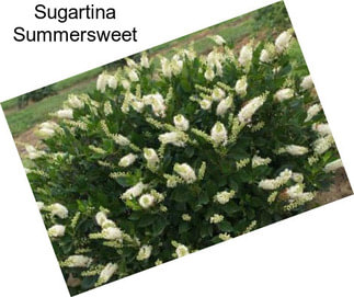 Sugartina Summersweet