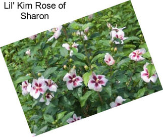 Lil\' Kim Rose of Sharon