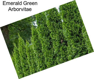 Emerald Green Arborvitae