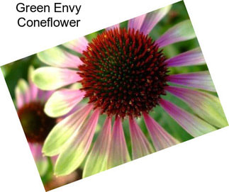 Green Envy Coneflower