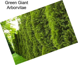 Green Giant Arborvitae