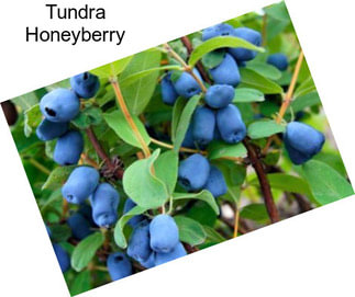Tundra Honeyberry