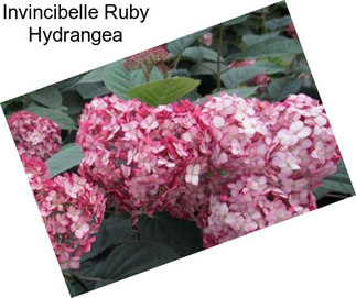 Invincibelle Ruby Hydrangea