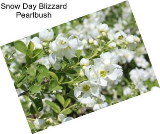 Snow Day Blizzard Pearlbush