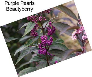 Purple Pearls Beautyberry