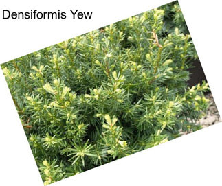 Densiformis Yew