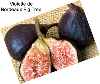 Violette de Bordeaux Fig Tree