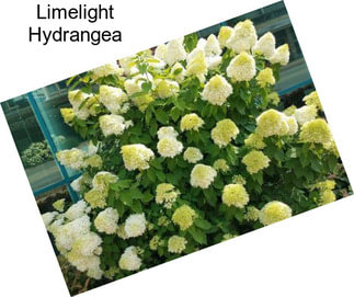 Limelight Hydrangea