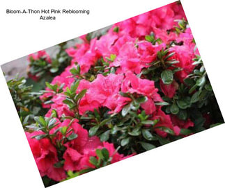 Bloom-A-Thon Hot Pink Reblooming Azalea