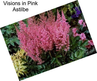 Visions in Pink Astilbe