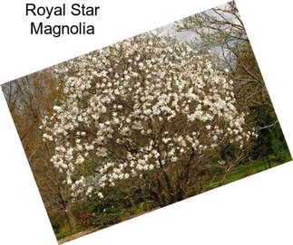 Royal Star Magnolia