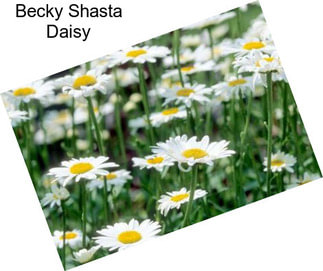 Becky Shasta Daisy
