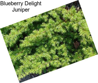 Blueberry Delight Juniper