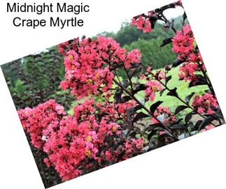 Midnight Magic Crape Myrtle