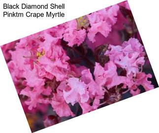 Black Diamond Shell Pinktm Crape Myrtle