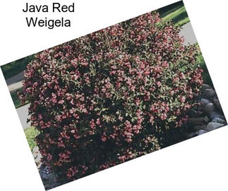 Java Red Weigela