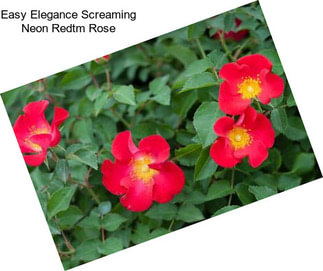 Easy Elegance Screaming Neon Redtm Rose