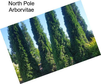 North Pole Arborvitae