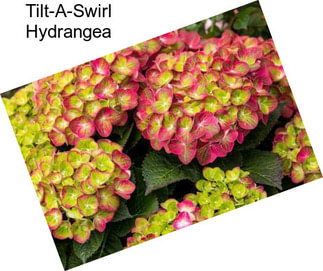 Tilt-A-Swirl Hydrangea