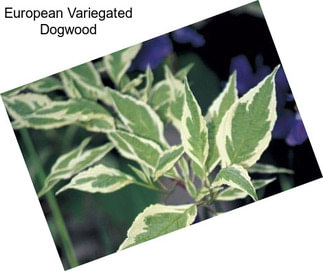 European Variegated Dogwood