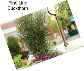 Fine Line Buckthorn