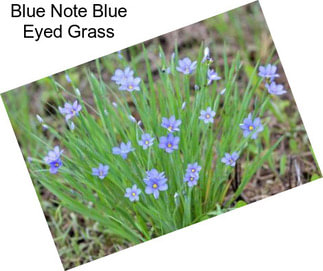 Blue Note Blue Eyed Grass