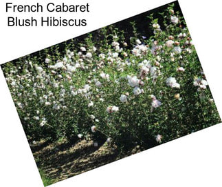 French Cabaret Blush Hibiscus