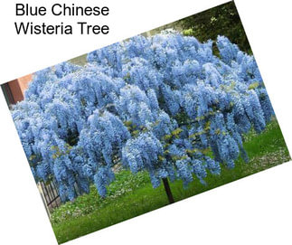 Blue Chinese Wisteria Tree