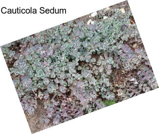 Cauticola Sedum