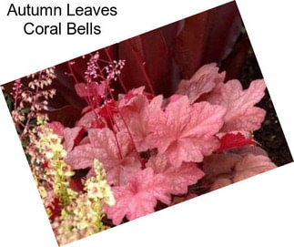 Autumn Leaves Coral Bells