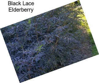 Black Lace Elderberry