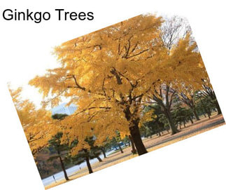 Ginkgo Trees