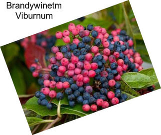 Brandywinetm Viburnum