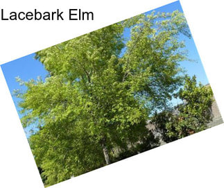 Lacebark Elm