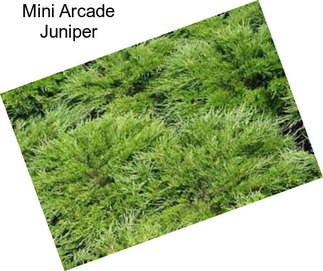 Mini Arcade Juniper