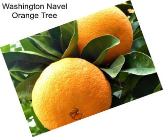 Washington Navel Orange Tree