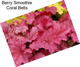 Berry Smoothie Coral Bells