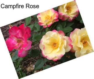 Campfire Rose