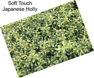 Soft Touch Japanese Holly