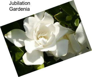 Jubilation Gardenia