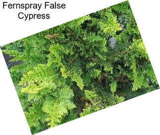 Fernspray False Cypress