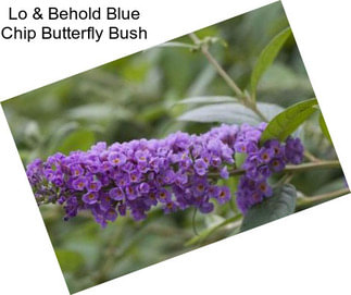 Lo & Behold Blue Chip Butterfly Bush