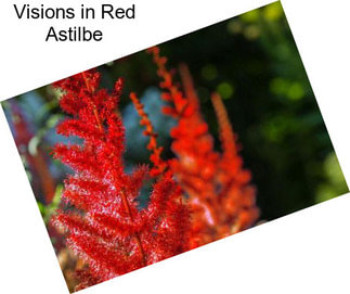 Visions in Red Astilbe