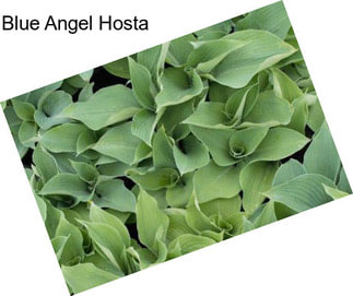 Blue Angel Hosta